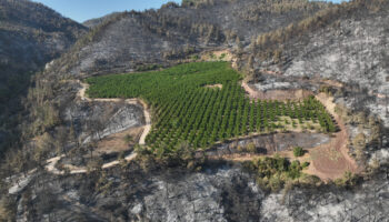 turkiyenin cigerlerini yakan yanginda mucize yemyesil kaldi PjeYBfCu