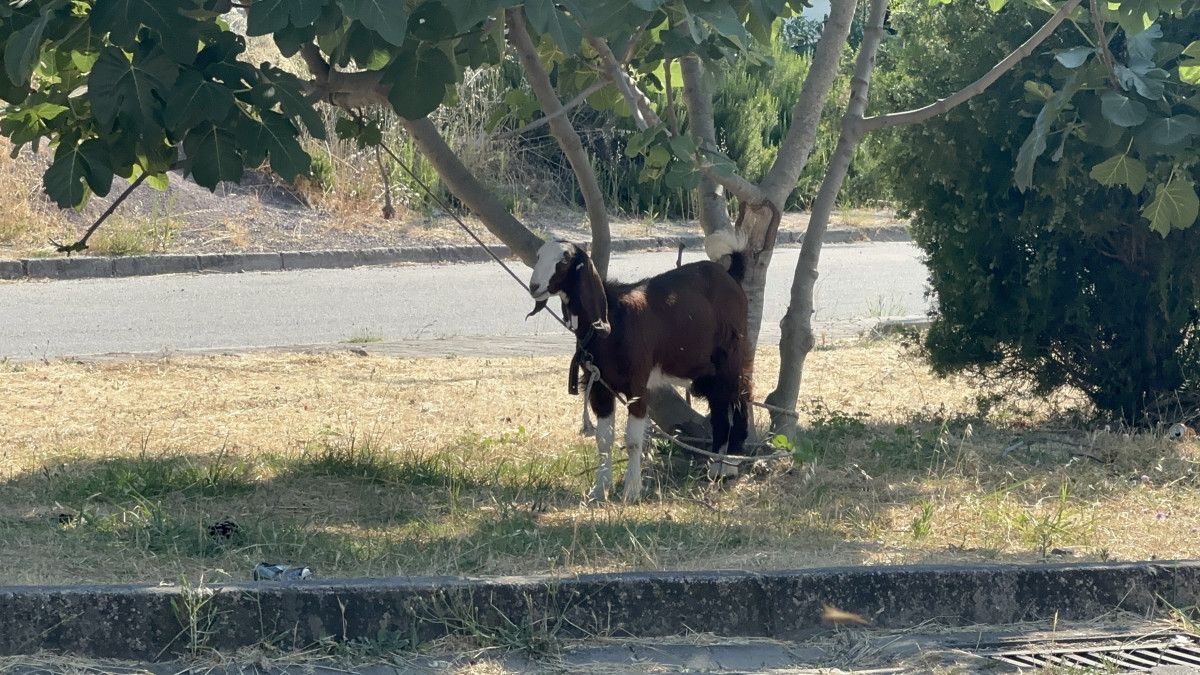 yalovada kucuk ve buyukbas ile kanatli hayvan beslemek yasaklandi 1 qDLf7TcJ