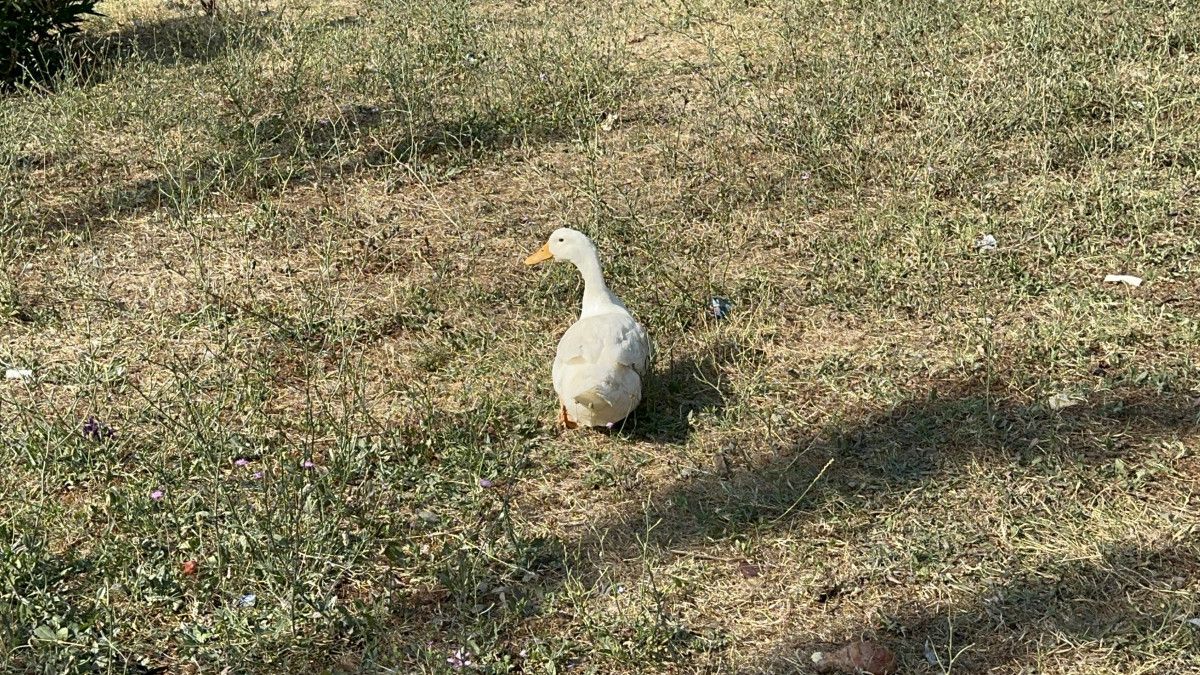 yalovada kucuk ve buyukbas ile kanatli hayvan beslemek yasaklandi 2 qDhJ5ZeV