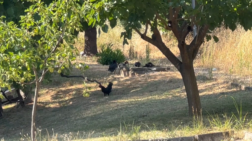 yalovada kucuk ve buyukbas ile kanatli hayvan beslemek yasaklandi R9sFMLL8