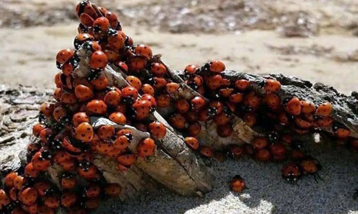 yetkililer uyardi ugur bocegi gorenler dikkat 0 jpddJUtg