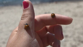 yetkililer uyardi ugur bocegi gorenler dikkat VnX5jhRp