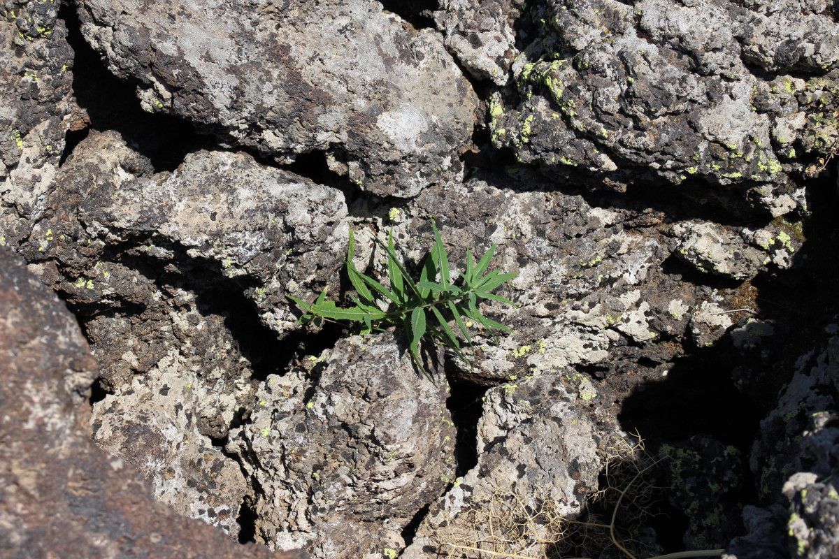 1855 yilinda tendurek dagindan akan lavlarin yuttugu koyler arastiriliyor 8 ZsGLaXnd