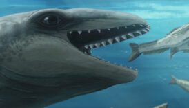 25 milyon yillik fosilden yeni balina turu kesfedildi jbSvKyb3