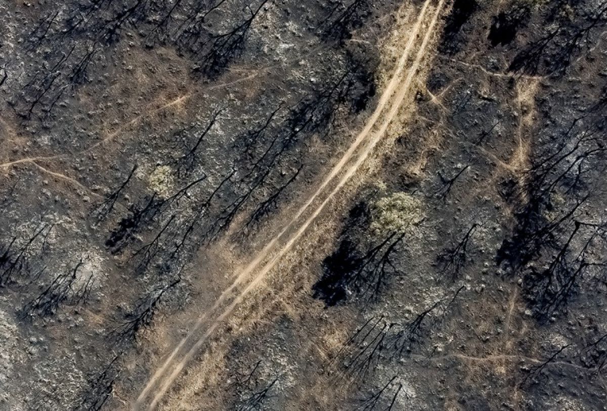 ab yakin tarihinin en buyuk orman yanginlari sezonunu yasadi 0 yv92rhs6