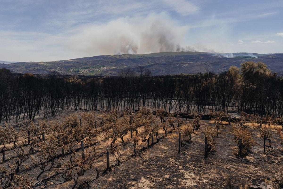 ab yakin tarihinin en buyuk orman yanginlari sezonunu yasadi 2 a5tEv8lT