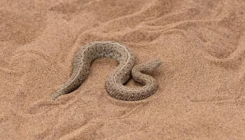 acil tuzak uyarisi yapildi ispanyanin gozde tatil adasi yilan istilasina ugrasi p8QFMGgF