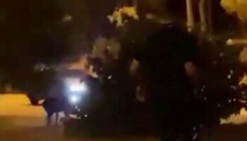 adanada cukurova universitesinde ilginc anlar okula giren domuzlari havlayarak kovaladi pwdSvihB