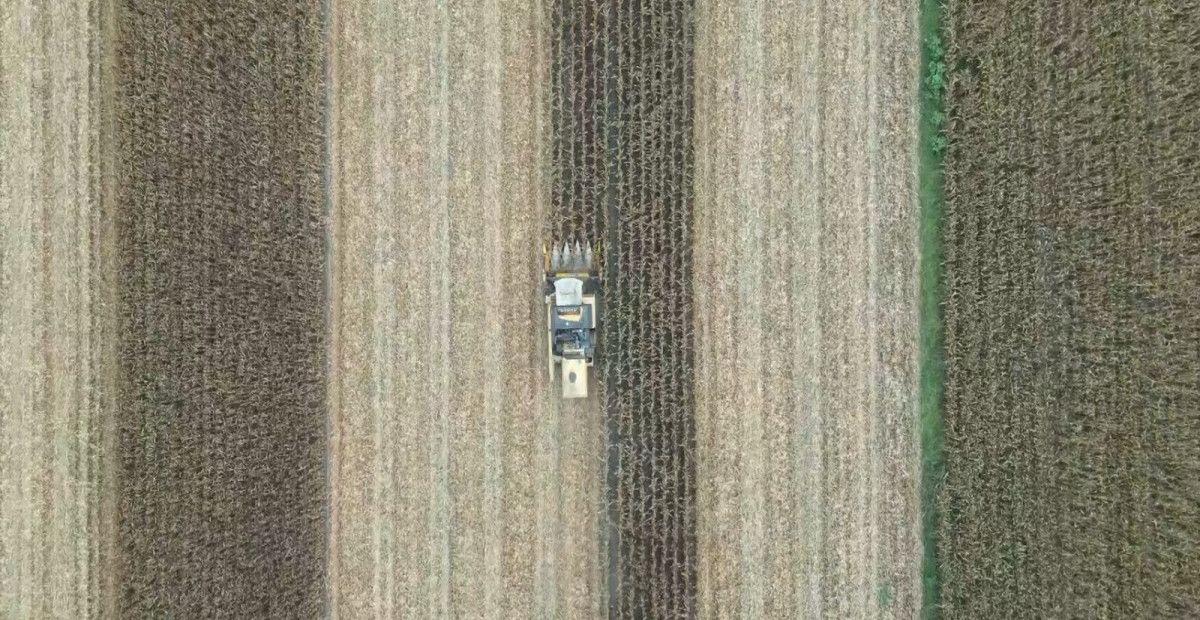 adanada misir hasadi basladi bu sene verim yuksek 0 3RuLBjyG