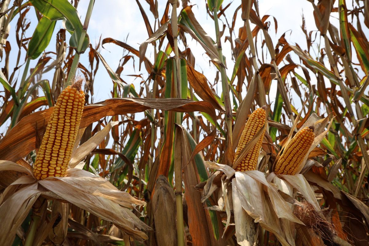 adanada misir hasadi basladi bu sene verim yuksek 1 PnXqqGeS