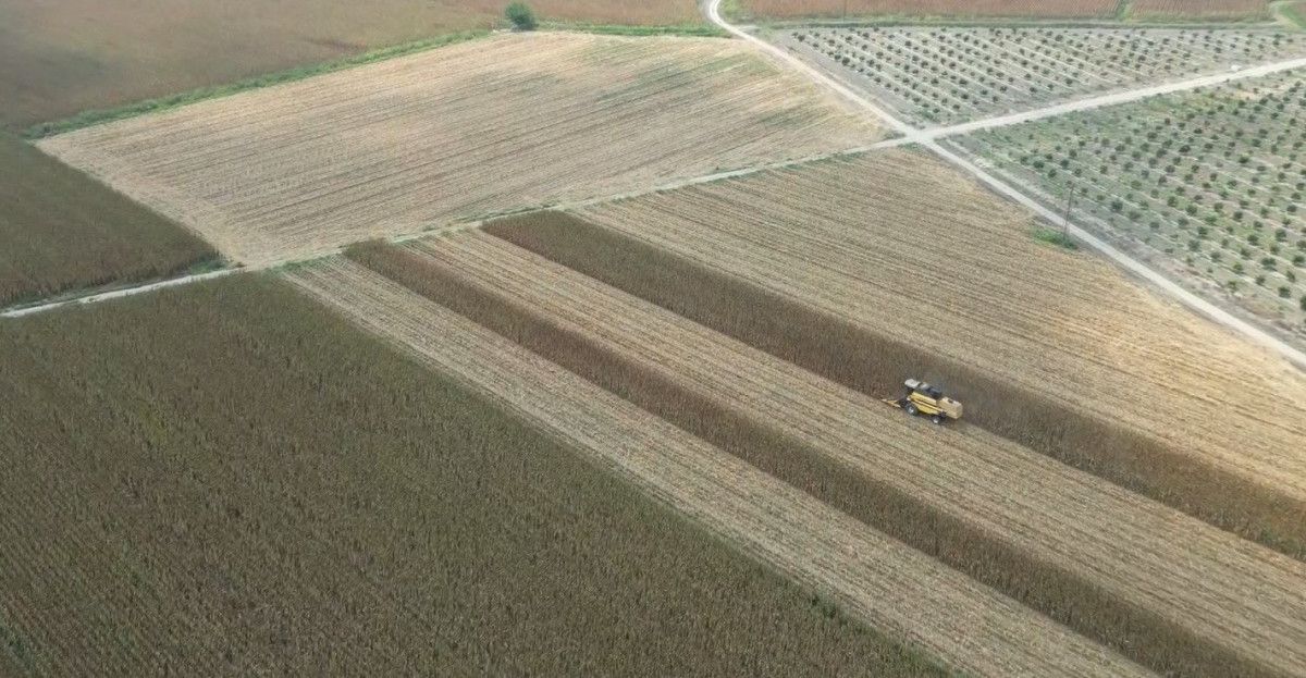 adanada misir hasadi basladi bu sene verim yuksek 2 sm8ZDRs3