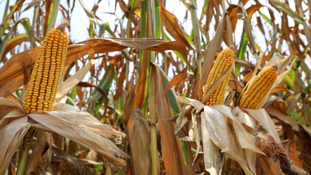 adanada misir hasadi basladi bu sene verim yuksek lYmsBK6q