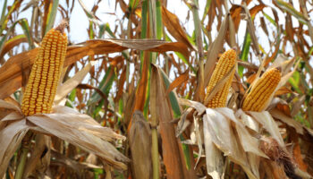 adanada misir hasadi basladi bu sene verim yuksek lYmsBK6q