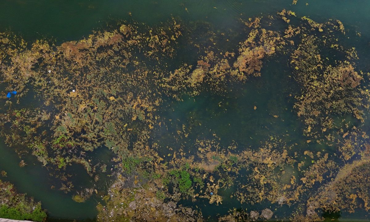 adananin seyhan nehri yosun akinina ugradi nehrin kenari coplerle doldu 1 LljaSFdC