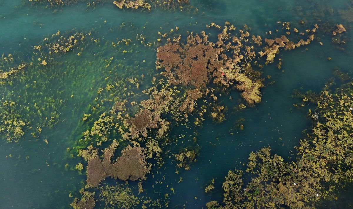 adananin seyhan nehri yosun akinina ugradi nehrin kenari coplerle doldu 2 EiiIsjNr