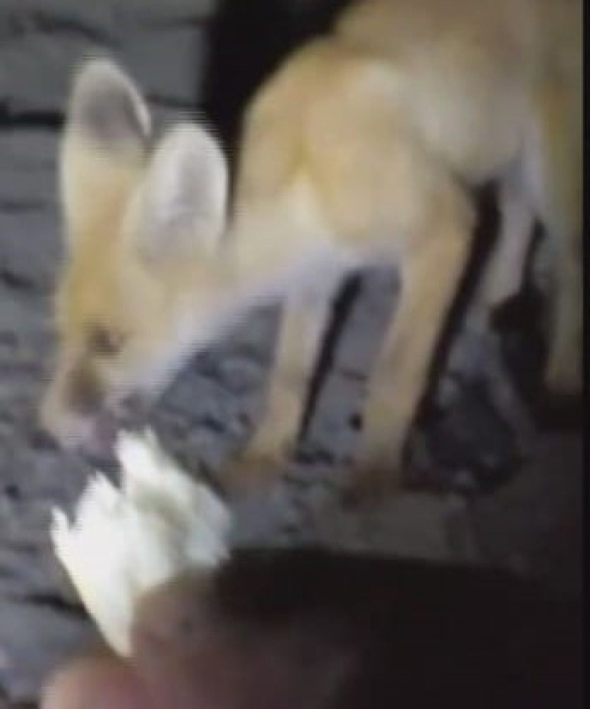 amasyada tilkiyi eliyle besledi 0 alVlyV7a