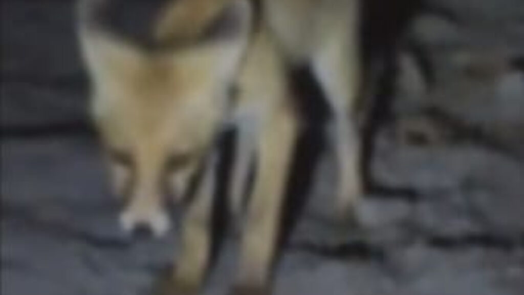 amasyada tilkiyi eliyle besledi WWCxsEAY