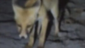 amasyada tilkiyi eliyle besledi WWCxsEAY