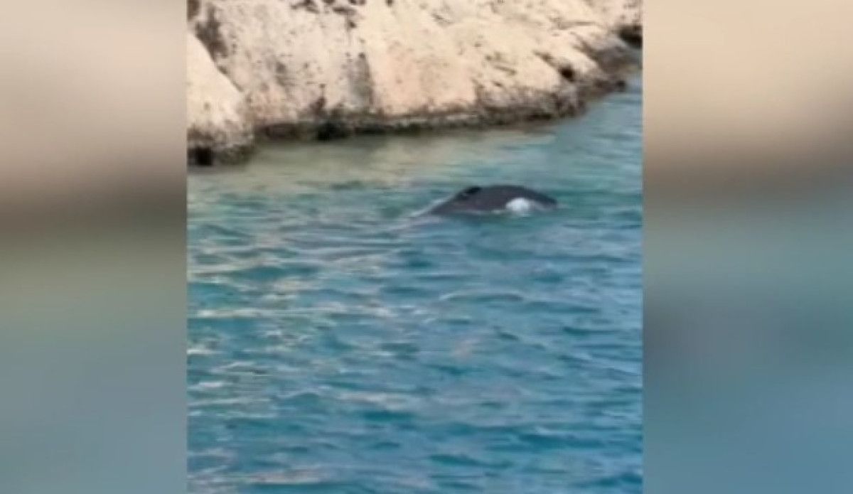 antalyada kayaliklara sikisan balina yavrusu kurtarildi 0 DdRe5Or3