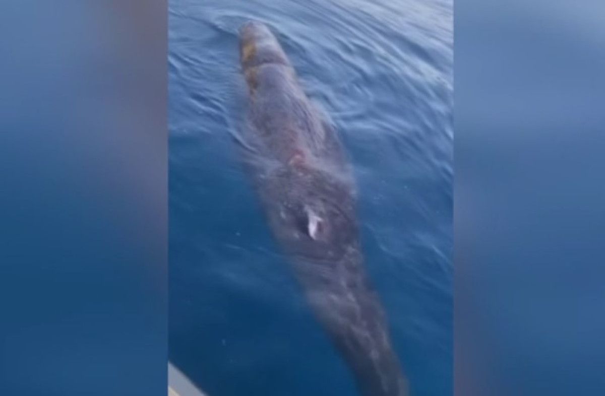 antalyada kayaliklara sikisan balina yavrusu kurtarildi 1 intUp7u9