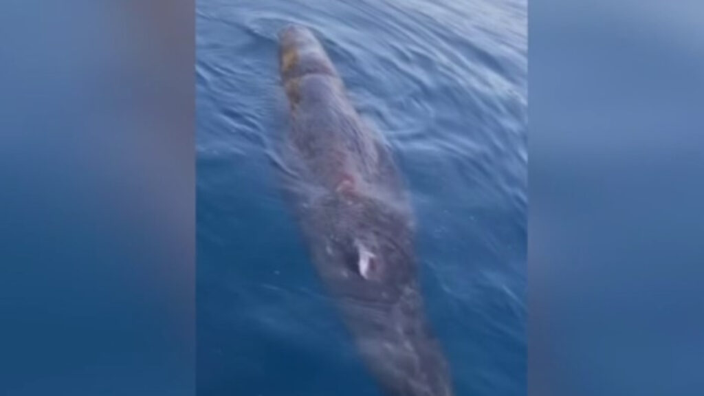 antalyada kayaliklara sikisan balina yavrusu kurtarildi PMKQOfCh