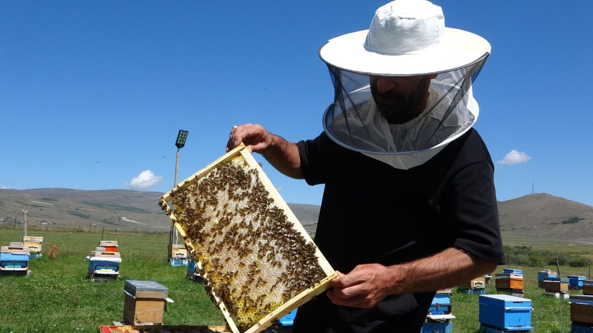 ardahanda cografi isaretli balin hasadi basladi 0 Z3OPfU64