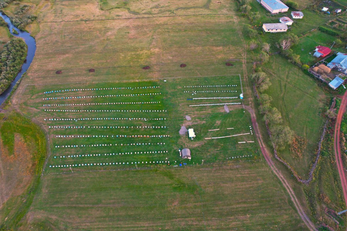 ardahanda cografi isaretli balin hasadi basladi 1 aWyTOKyB