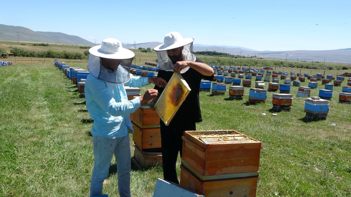 ardahanda cografi isaretli balin hasadi basladi 2 tEg1j7Rh