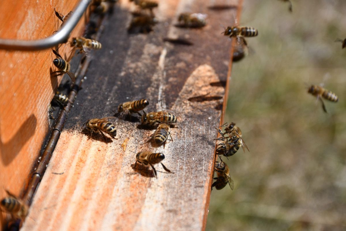ardahanda cografi isaretli balin hasadi basladi 3