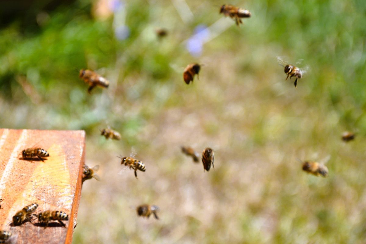 ardahanda cografi isaretli balin hasadi basladi 4 SUbIhItT