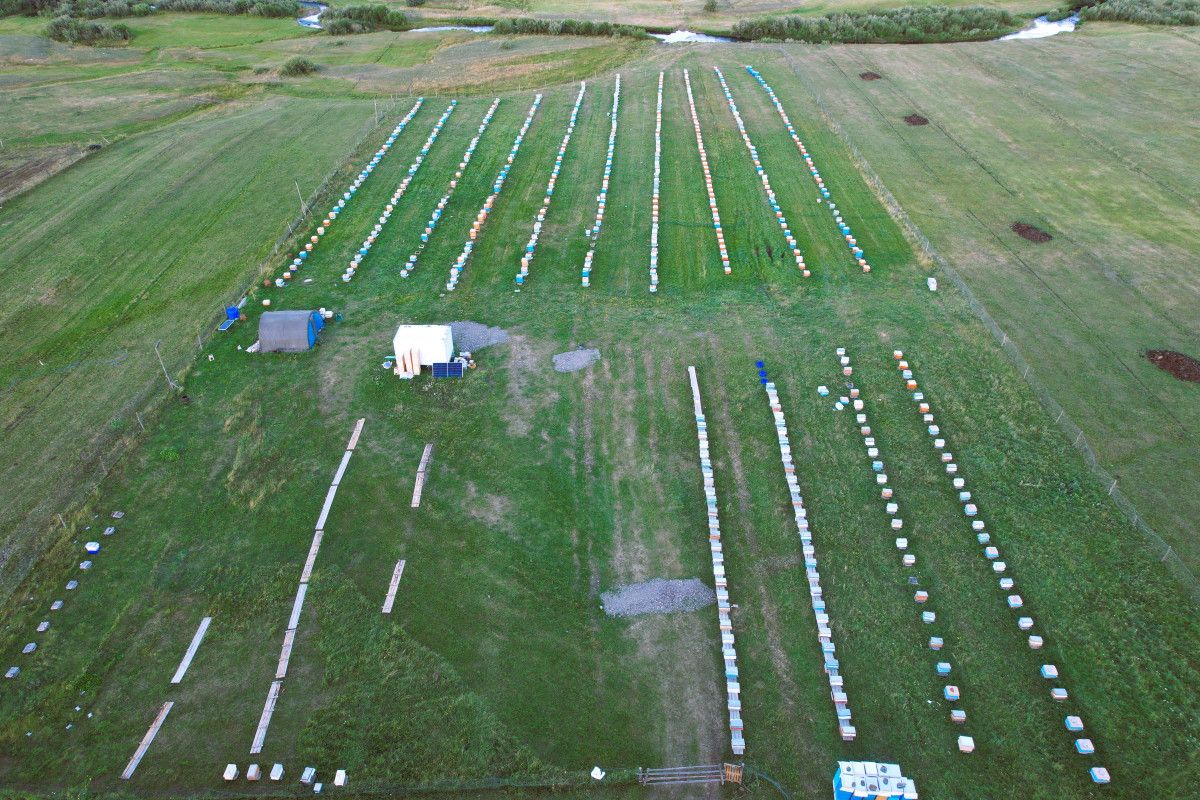 ardahanda cografi isaretli balin hasadi basladi 5 SQ4INQK3