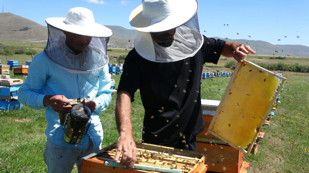 ardahanda cografi isaretli balin hasadi basladi 9smMBsPv