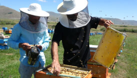 ardahanda cografi isaretli balin hasadi basladi 9smMBsPv