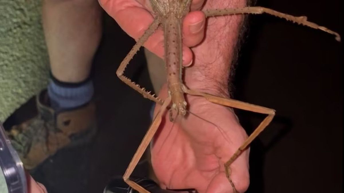 avustralyada 44 gram agirliginda yeni bir cekirge kesfedildi 0 QslbElPY