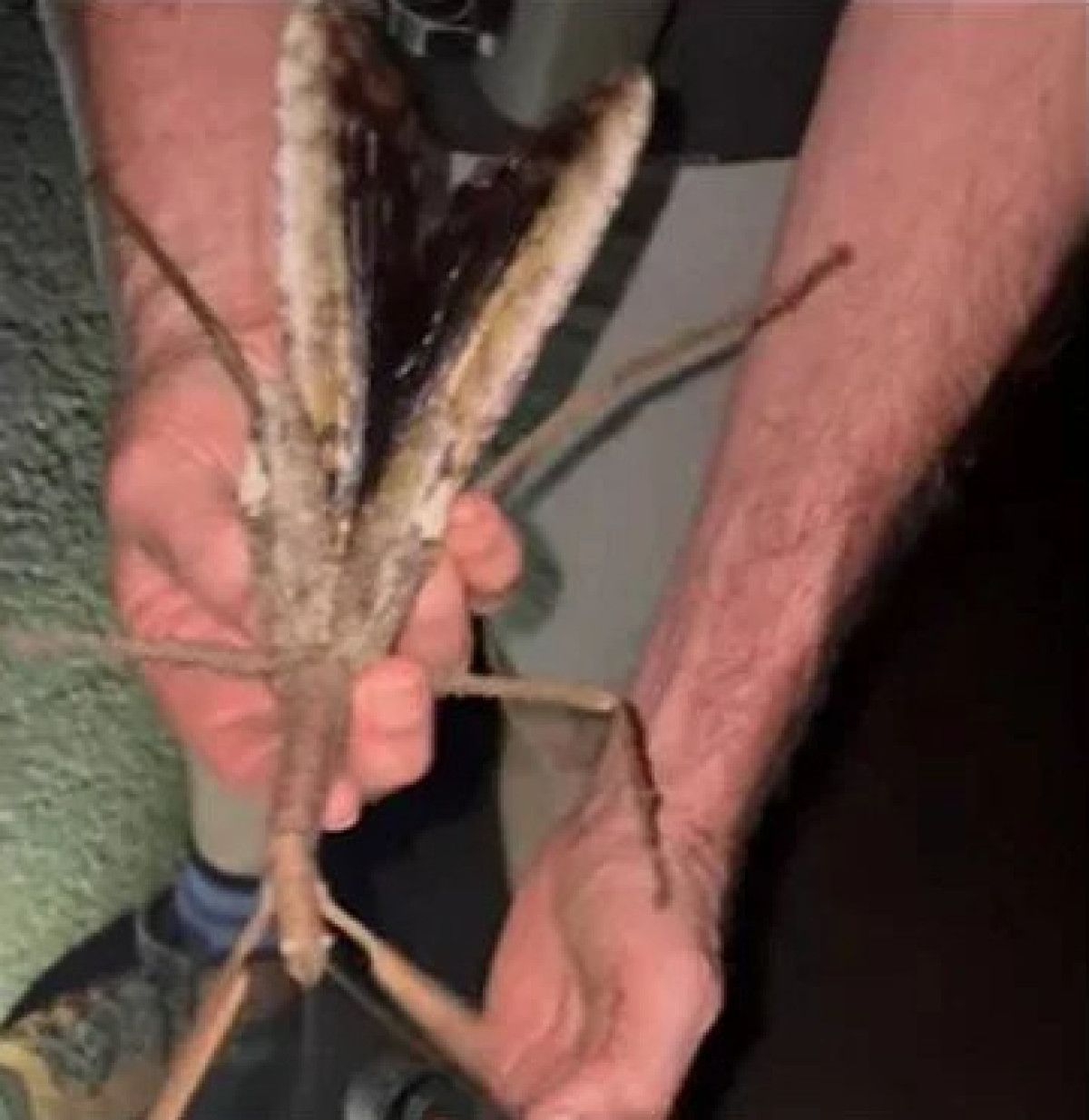 avustralyada 44 gram agirliginda yeni bir cekirge kesfedildi 1 jkz3qOFp