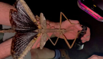 avustralyada 44 gram agirliginda yeni bir cekirge kesfedildi VBuJmQpD