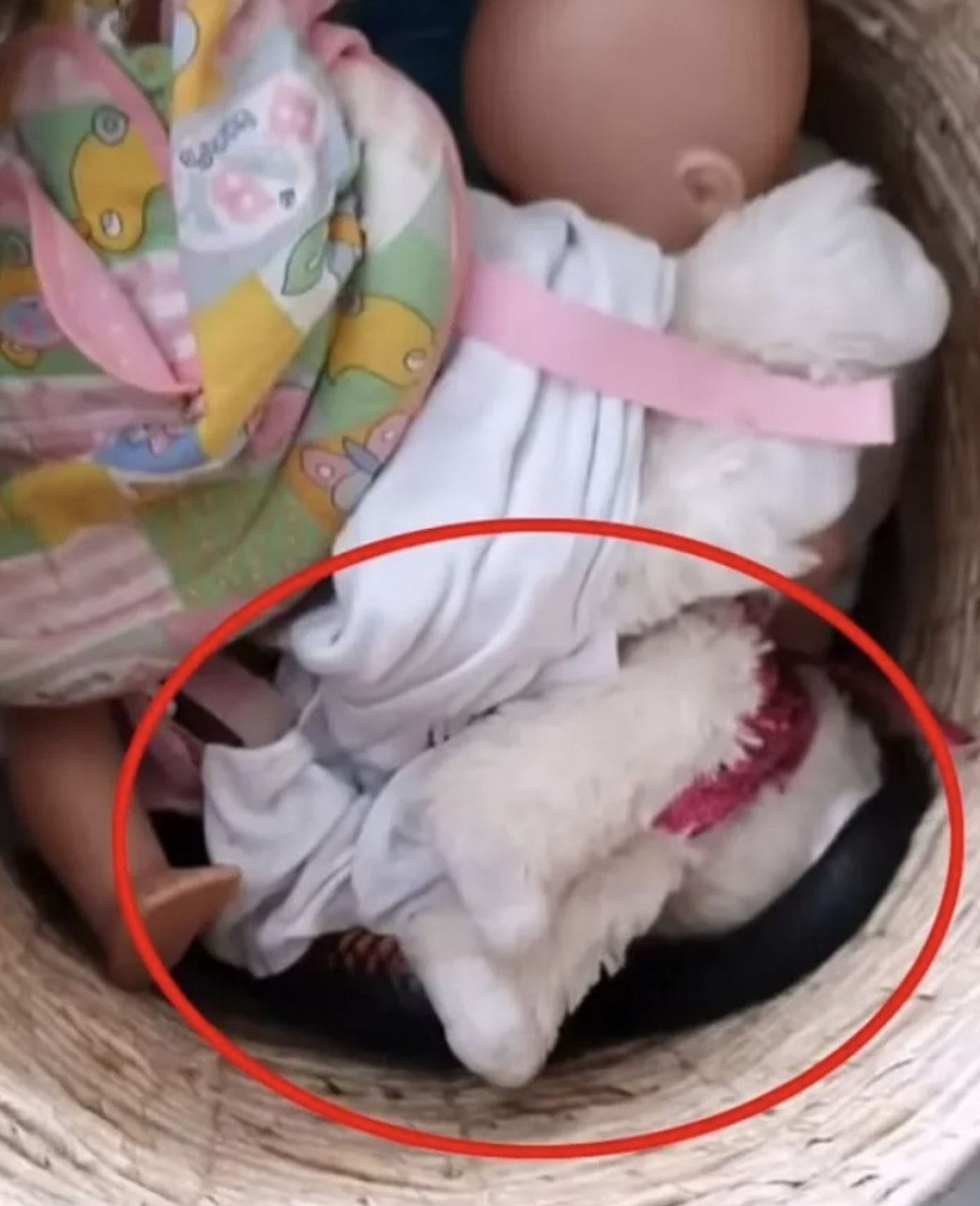 avustralyada oyuncak sepetinden yilan cikti 0 rOSp6ubs