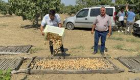 aydinda sezonun ilk kuru incirinin kilosu 400 liradan alici buldu l3bj2WF4