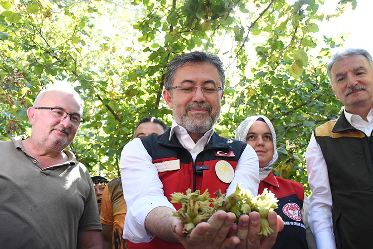 bakan yumakli findikta zirai don zarari icin 23 milyar lira tazminat odenecek 4 CmC2jc9j