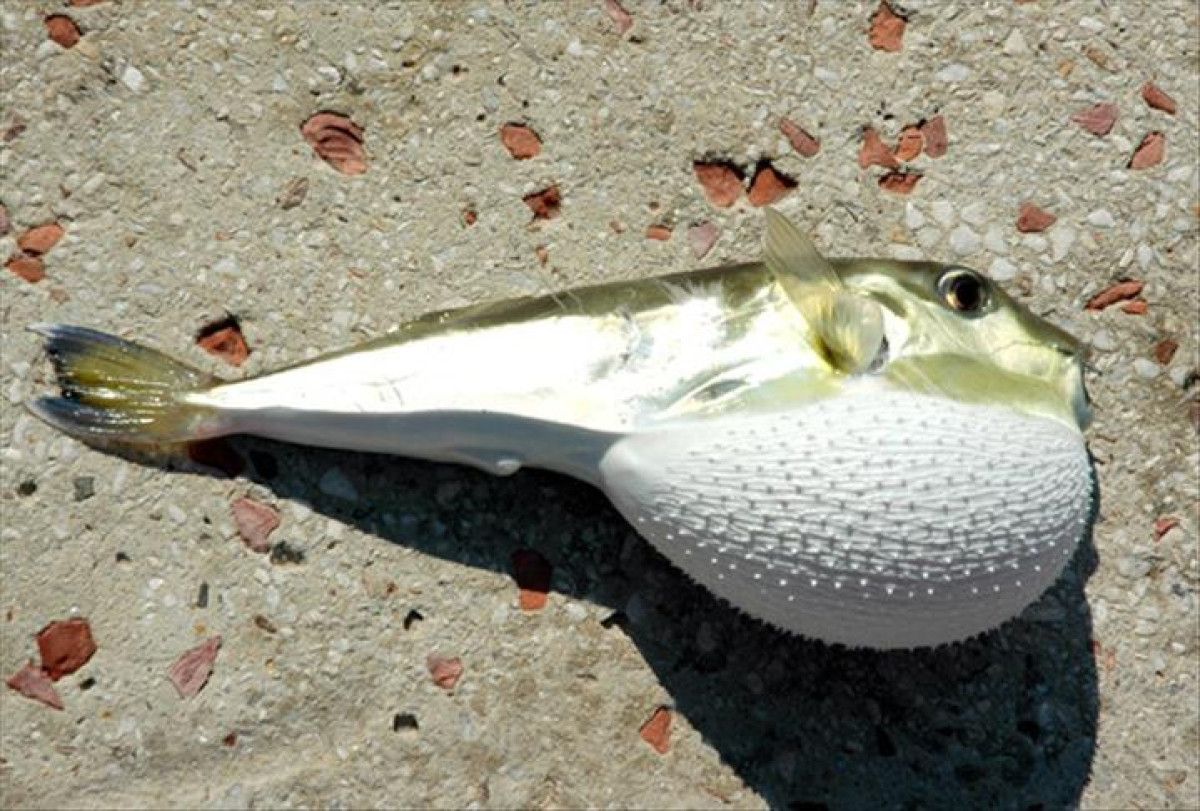 balon baligi avciligina verilen destek artirildi 0 MsplcK6Y