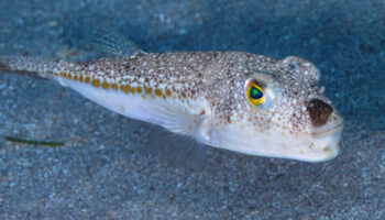 balon baligi avciligina verilen destek artirildi 9Zrcyze2