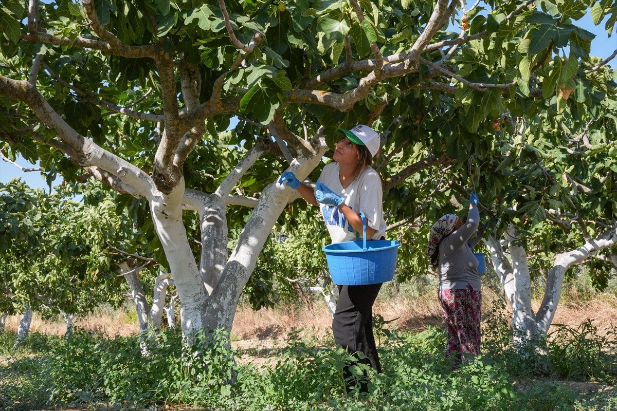 bardakcik inciri izmirli ciftcilerin kooperatif gucu ile deger buldu 0