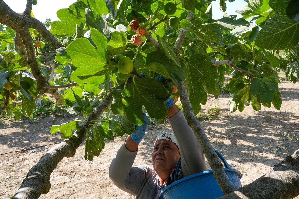 bardakcik inciri izmirli ciftcilerin kooperatif gucu ile deger buldu 2 36QXFsJJ