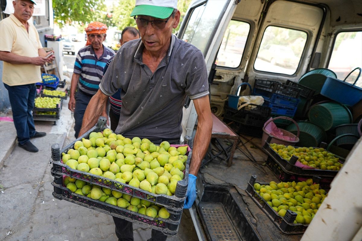 bardakcik inciri izmirli ciftcilerin kooperatif gucu ile deger buldu 4 gumDTnXf