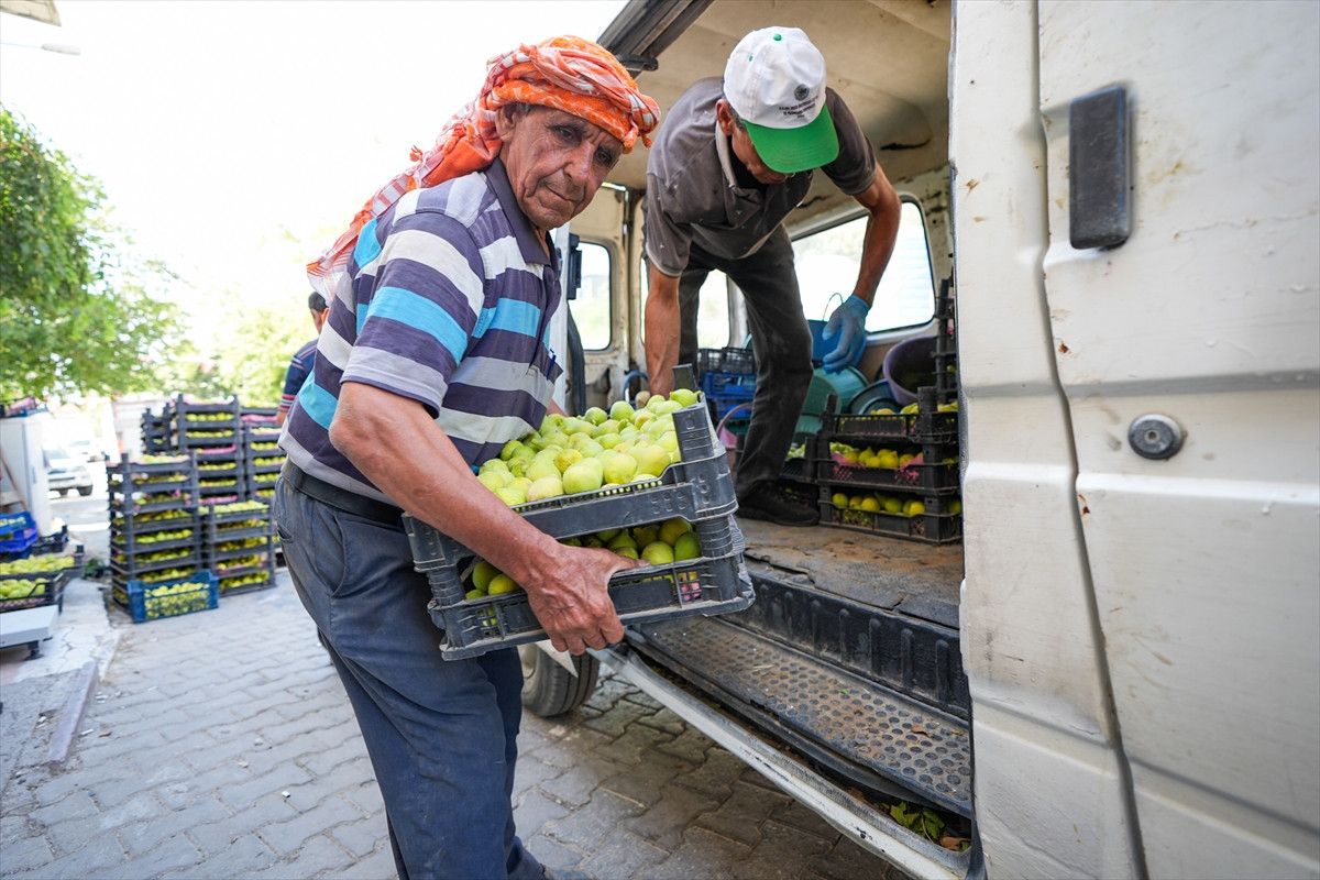 bardakcik inciri izmirli ciftcilerin kooperatif gucu ile deger buldu 5 8TOJCJed
