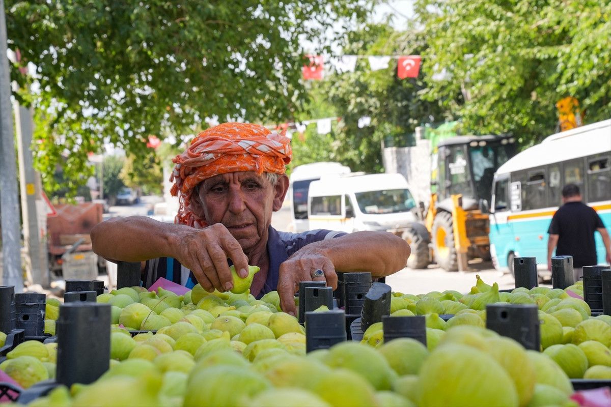 bardakcik inciri izmirli ciftcilerin kooperatif gucu ile deger buldu 8