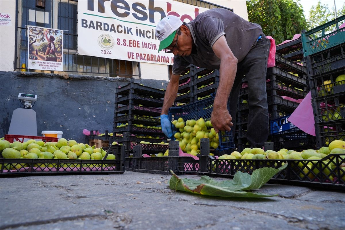 bardakcik inciri izmirli ciftcilerin kooperatif gucu ile deger buldu 9 OXiz6e3c
