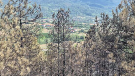 bartindaki orman yanginindan geriye siyah alanlar kaldi 6cP7vC9X