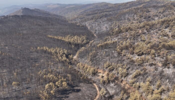 bursada 10 bin futbol sahasi kadar orman kul oldu D5FtzIje