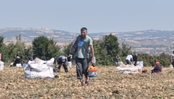 bursada tarlasindaki patatesleri ucretsiz dagitti Gy6vJh5y